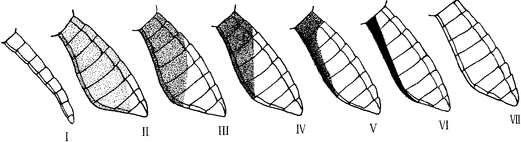 五、生殖營(yíng)養(yǎng)環(huán)